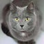 Lost Grey Cat from Leamington Cambridge Carousel 1
