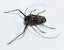 Real Harlequin beetle: Acrocinus longimanus, Peru!! Carousel 3