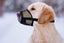 Dog Muzzle Air Mesh Adjustable Mouth Guard for Bark Scavenging Prevention -Black Carousel 5