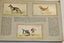 Full set (50)1937 WD HO Wills Dogs in album Carousel 5