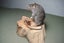 Taxidermy Rat on a log Carousel 1