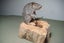 Taxidermy Rat on a log Carousel 3