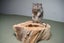 Taxidermy Rat on a log Carousel 4