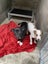 "SAMMY" pound rescue ARAN Rescue Whanganui Carousel 6