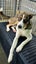 Freddie Mecury -Pukekohe Adoption Centre Carousel 2