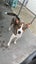 Freddie Mecury -Pukekohe Adoption Centre Carousel 3