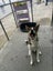 Freddie Mecury -Pukekohe Adoption Centre Carousel 4