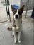 Freddie Mecury -Pukekohe Adoption Centre Carousel 5