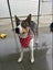 Freddie Mecury -Pukekohe Adoption Centre Carousel 7