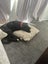 Izzy - 7 month old lab/staff Carousel 3