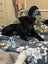 Izzy - 7 month old lab/staff Carousel 4