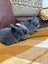 Purebred Minilop bunnies Carousel 3