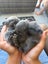 Purebred Minilop bunnies Carousel 4
