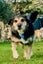 HUMANE SOCIETY RESCUE DOG - DAPHNE A Collie/Huntaway Cross Carousel 1