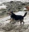 HUMANE SOCIETY RESCUE DOG - DAPHNE A Collie/Huntaway Cross Carousel 2