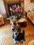 HUMANE SOCIETY RESCUE DOG - DAPHNE A Collie/Huntaway Cross Carousel 3