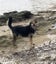 HUMANE SOCIETY RESCUE DOG - DAPHNE A Collie/Huntaway Cross Carousel 4