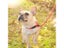 Dog Leash Dog Lead Carousel 4