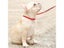 Dog Leash Dog Lead Carousel 5