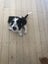 Gorgeous Puppies- Poodle Foxy x Maltese Jack Russell Carousel 6