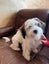 Gorgeous Puppies- Poodle Foxy x Maltese Jack Russell Carousel 5