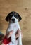 Gorgeous Puppies- Poodle Foxy x Maltese Jack Russell Carousel 2