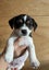 Gorgeous Puppies- Poodle Foxy x Maltese Jack Russell Carousel 1