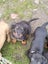 Rottweiler puppies Carousel 8