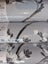 Wallpaper. Blossom - Charcoal & White on Grey. 1.06m Wide Roll. 2 roll bundle Carousel 4
