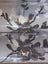 Wallpaper. Blossom - Charcoal & White on Grey. 1.06m Wide Roll. 2 roll bundle Carousel 5