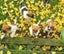 Jack Russell/ Foxy cross puppies Carousel 4