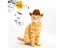 Pet Dog Hat Star Cowboy Hat Pet Supplies Adjustable Dog Costume Top Hat Carousel 6
