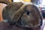 Rabbit - Attractive and Healthy Carousel 2