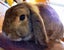 Rabbit - Attractive and Healthy Carousel 1