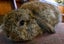Baby Rabbits - Cute & Attractive Carousel 6