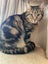 Maxine - 4 yr - Cat Care Loburn Carousel 3