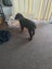 Rottweiler puppies Carousel 10