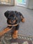 Rottweiler puppies Carousel 9