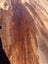 Solid Rata Slab –184x150 cm Rare NZ Native Hardwood Carousel 10