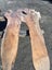 Solid Red Beech Stump Slab – 198 × 108 × 5.5 cm Carousel 4