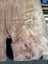 Solid Red Beech Stump Slab – 198 × 108 × 5.5 cm Carousel 12