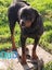Rottweiler puppies AVAILABLE NOW Carousel 6