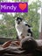 Mackey & Mindy affectionate cats need forever home Carousel 2