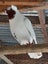 Pigeons, father= Homer pigeon mother= Helmit pigeon, + 3 babies Carousel 3