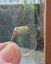 Victorian 9ct Gold Ponamu Green stone Ring 3.37gm Carousel 7