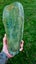 Greenstone slab Carousel 3