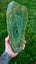 Greenstone slab Carousel 1