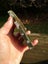 $1 reserve Pounamu Greenstone carving slab Tile Carousel 5