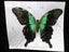 FYY 151 - Beautiful P.Adamantius Butterfly - Taxidermy - Large - Carousel 1
