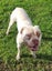 American bulldog pups Carousel 4